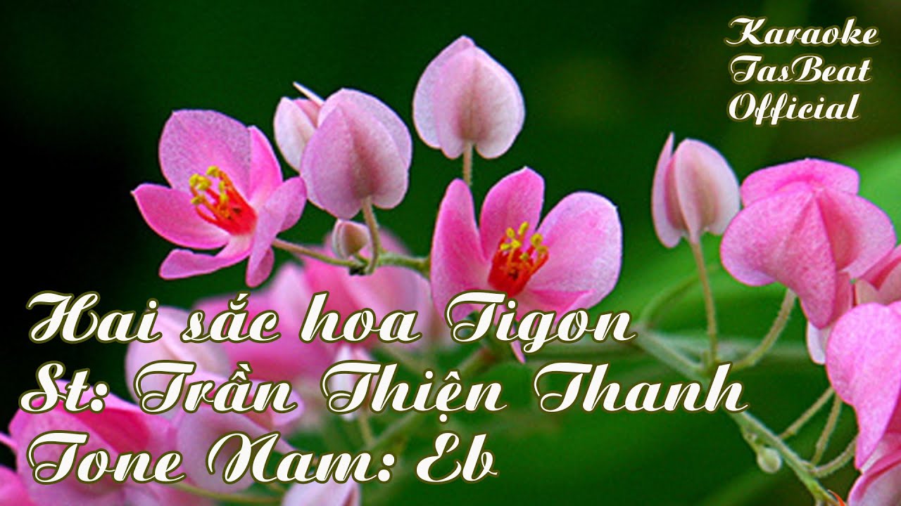Karaoke Hai Sắc Hoa Tigon - Tone Nam | TAS BEAT