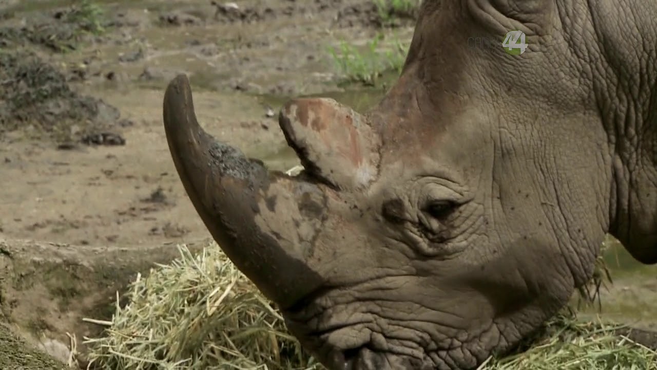 Desde el Zool&oacute;gico: Paquidermos
