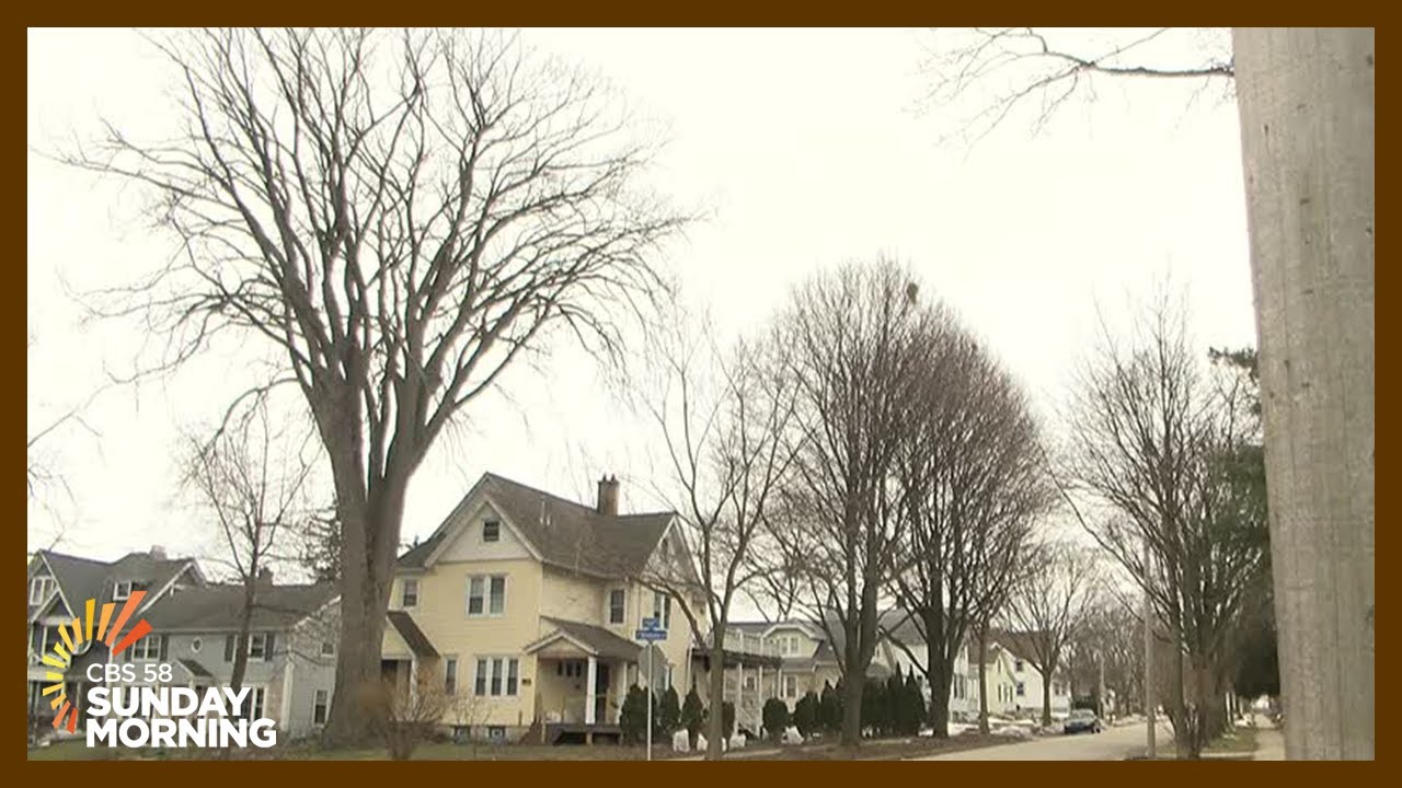 Removal of massive neighborhood elm tree evokes emotions and memories