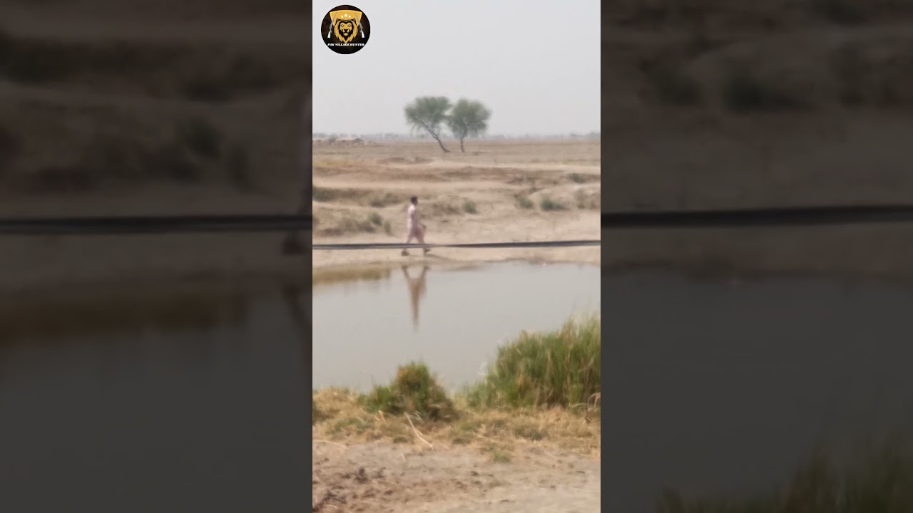 Birds Hunting in Pakistan /#Shorts Hunting Season 2023 /  Pak Village Hunter