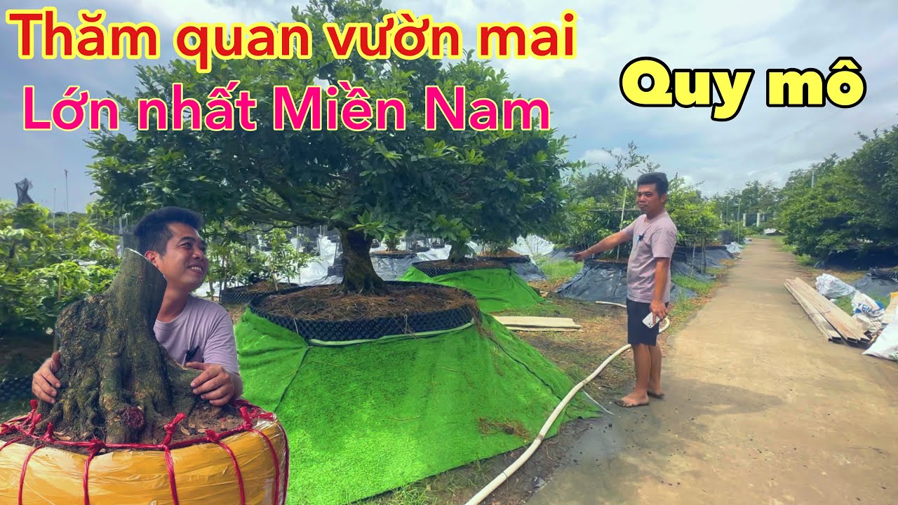 thăm quan vườn mai quy mô lớn nhất miền nam | mai vàng miền nam | ngày 15/8/2025