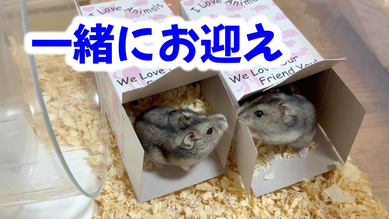 【ハムスター】やばい兄弟をお迎えしたのかもしれない…。
