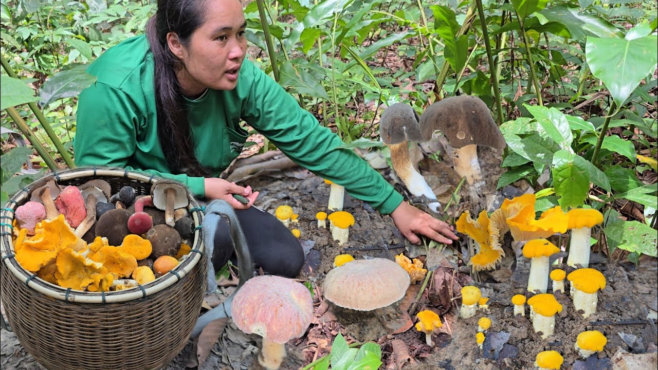 เก็บเห็ดวันนี้!! เห็ดผึ้งข้าวดง เห็ดมันปูเหลืองใหญ่ เห็ดระโงก เห็ดผึ้งรวมพูนตะกร้าใหญ่ๆ!!09ส.ค2568