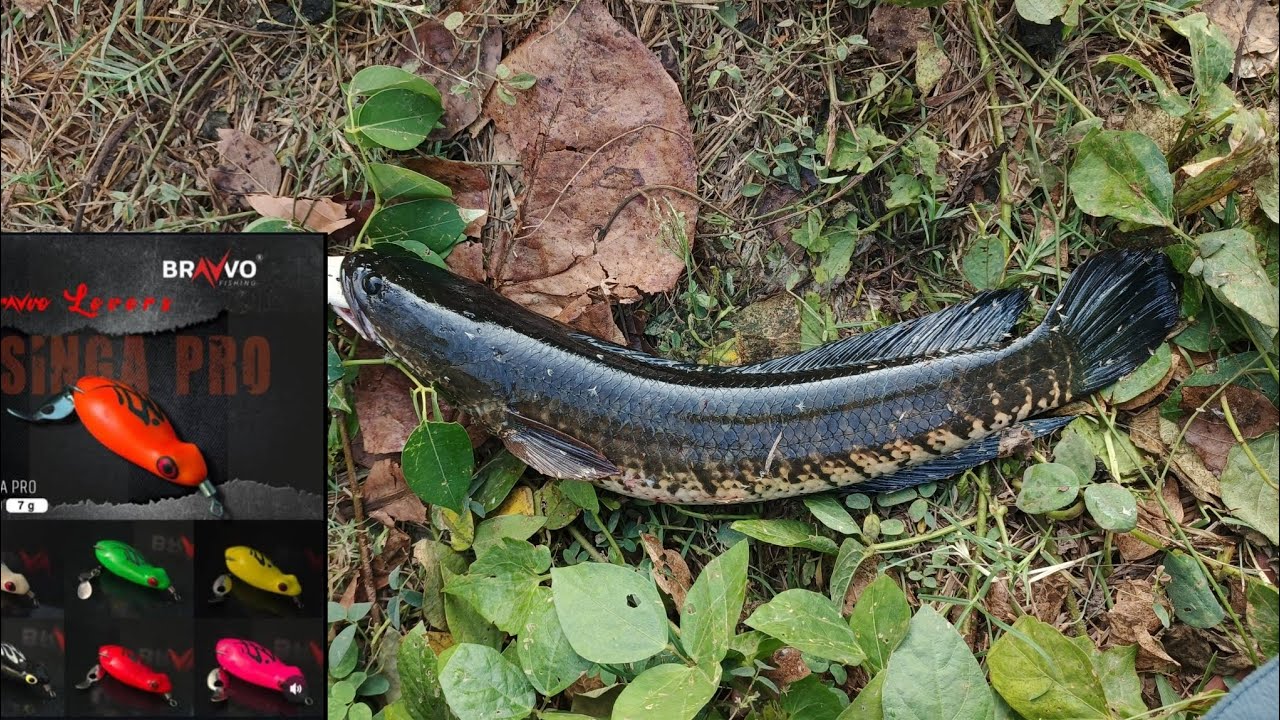 ഈ ഒരു ഫ്രോഗ് മതി വരാൽ പിടിച്ചു മടുക്കും 💯 പുഴയിൽ നിന്നും കിട്ടിയ മീനുകളെ കണ്ടോ 🎣🎣