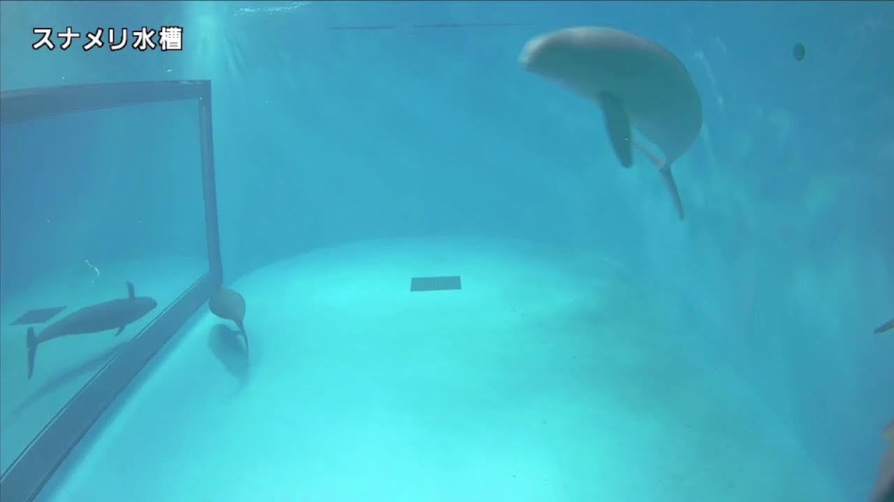 みやじマリン　スナメリ水槽