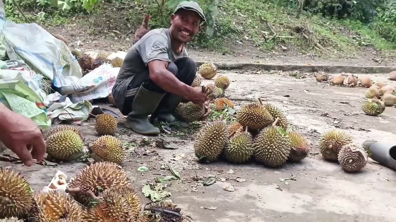 Belum Terpetik Cabai Rawit Merah Sampai Merah Merona banyak Dibatang,epek Jembatan Putus,jalan putus