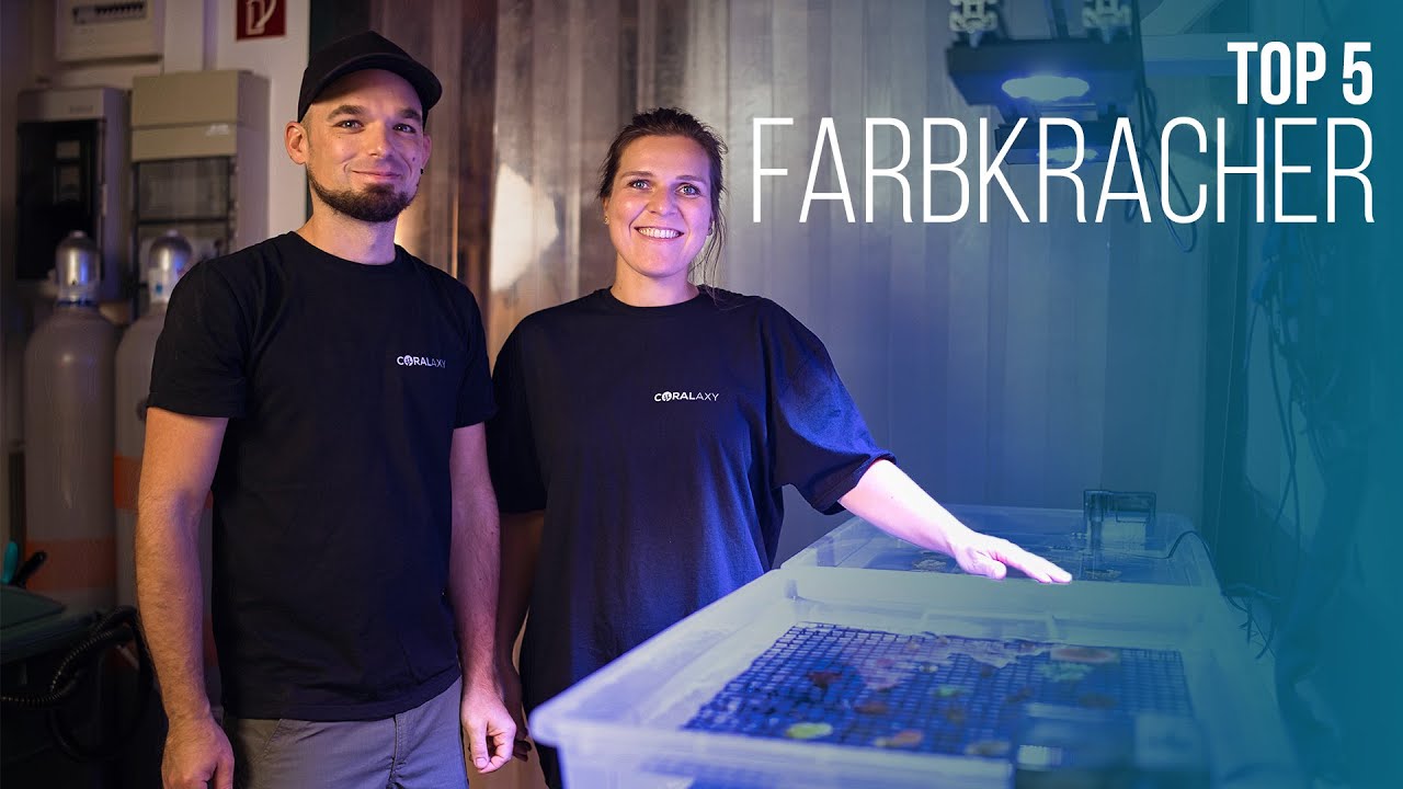 TOP 5 | Farbenfrohe Korallen | Farbwahrnehmung & Filtershots | Coralaxy