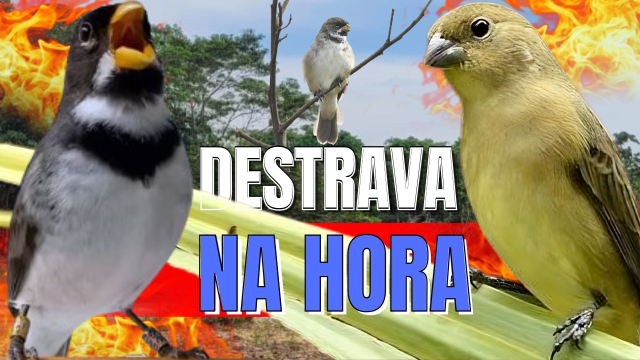 DESTRAVE SEU COLEIRO TUÍ-TUÍ ESQUENTAR COLEIRO TUÍ-TUÍ COM COLEIRO TUÍ-TUÍ E FÊMEA CHAMNDO MUITO