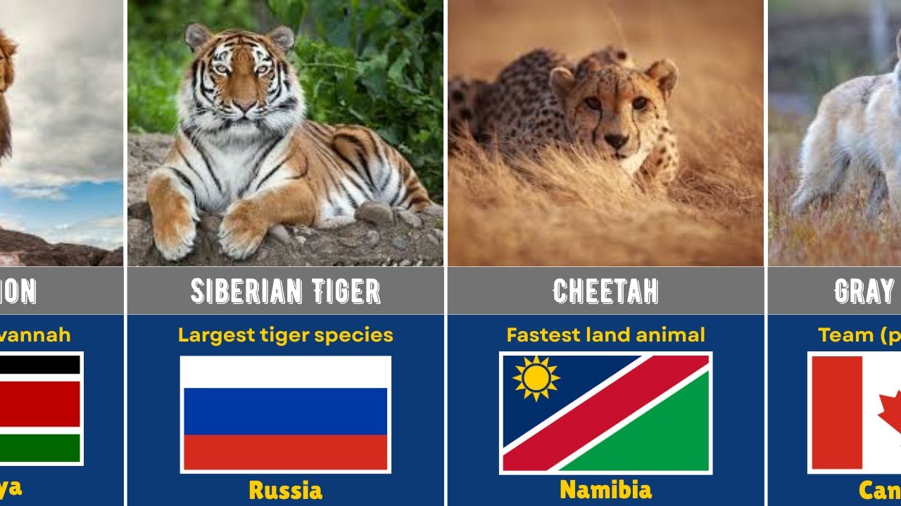 Famous Predator Animals from Different Countries