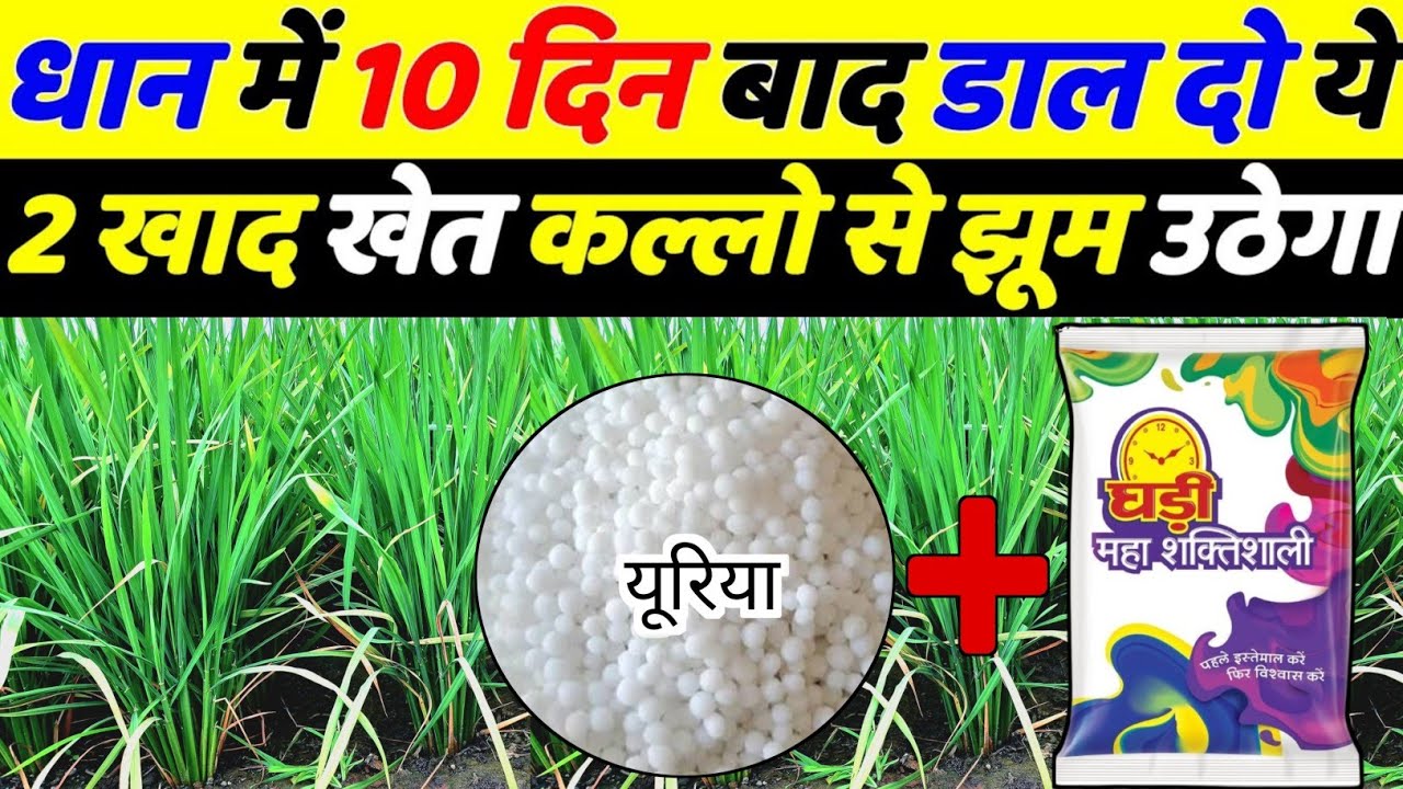धान में यूरिया के साथ मिलकर डालें यह खास खाद | dhan me kalle badhane ke upay | कल्ले कैसे बढ़ाएं