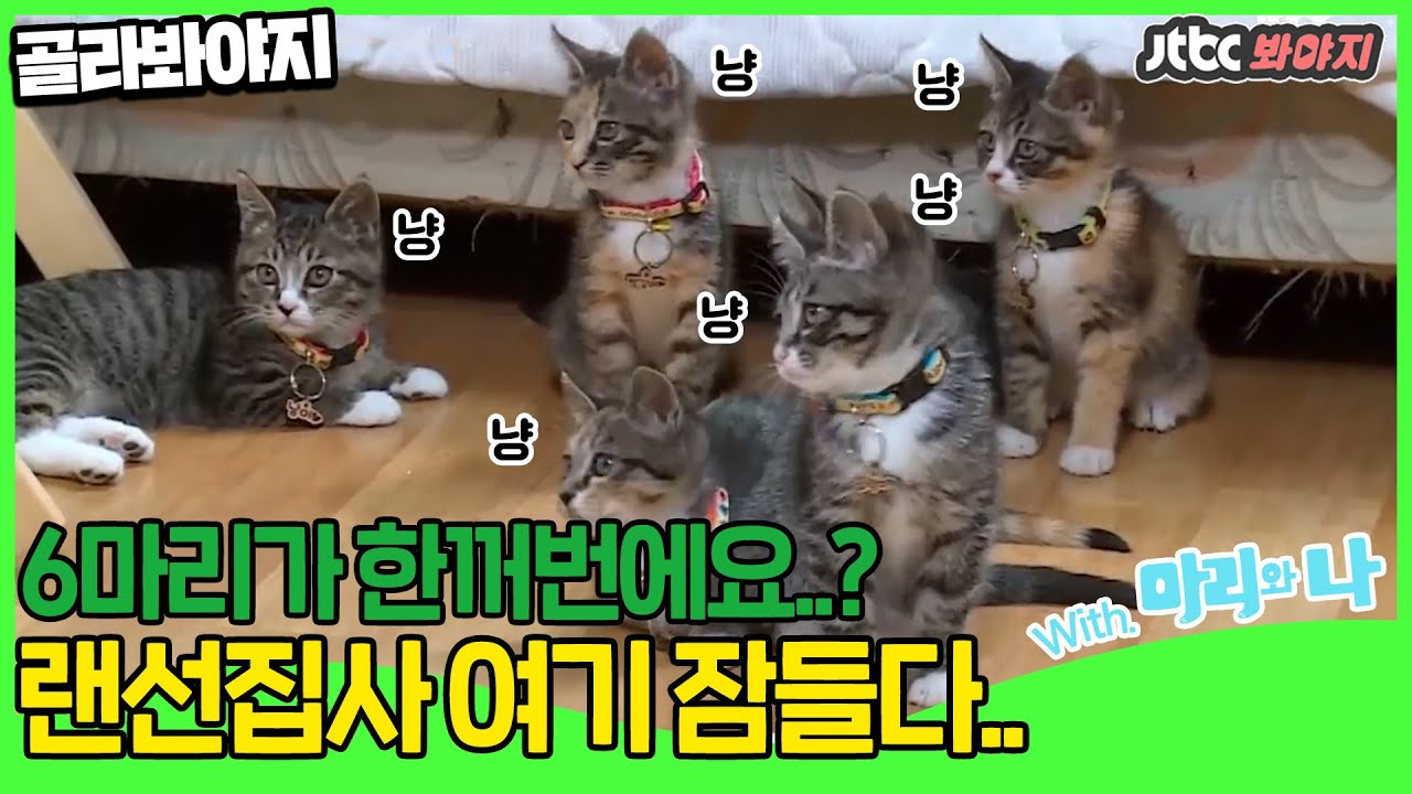 [골라봐야지] ★고양이특집 2편★ 에너자이저 냥냥이들 출동! ㅣ마리와 나