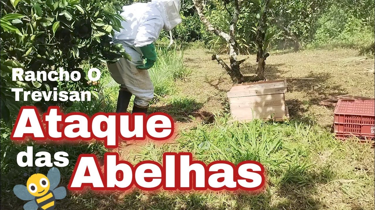 ABELHAS ATACAM e acabam na caixa produzindo