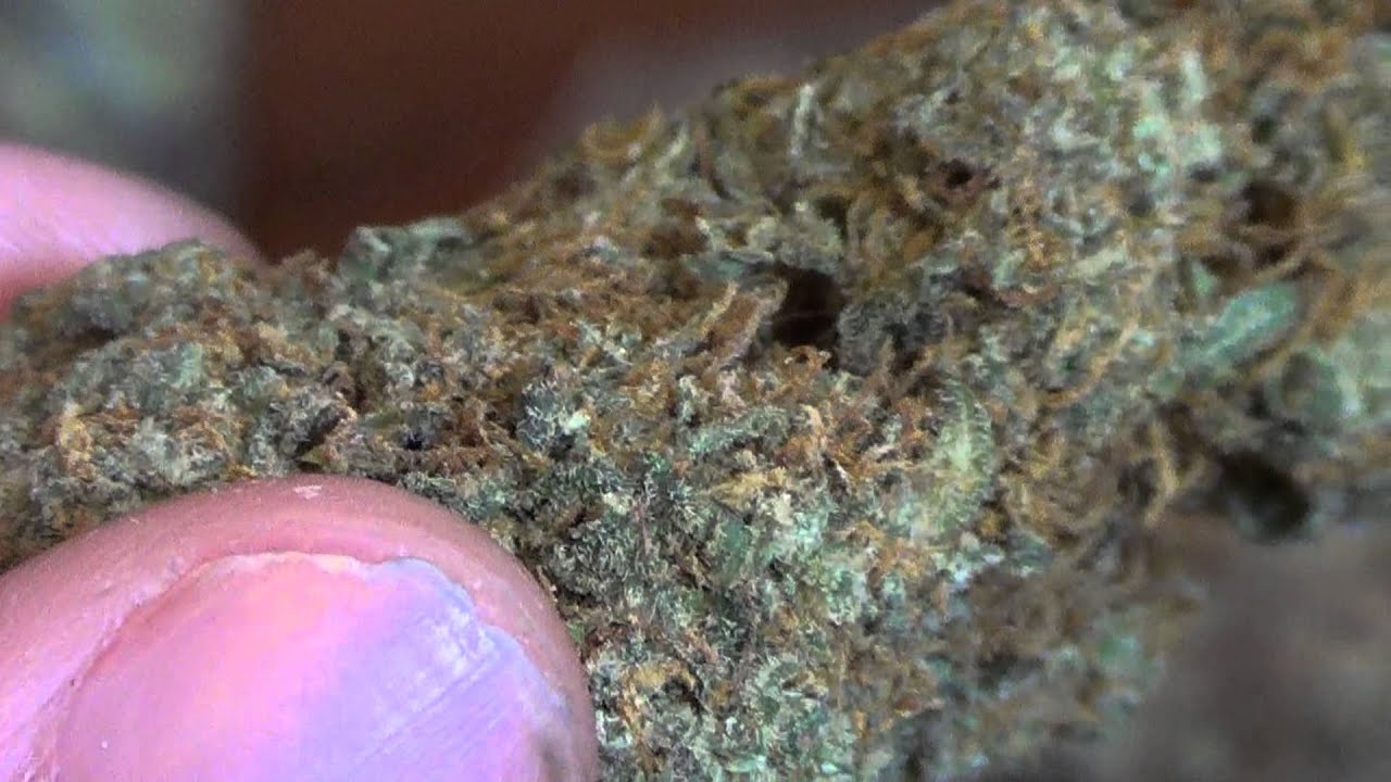 Sour D x Aurora