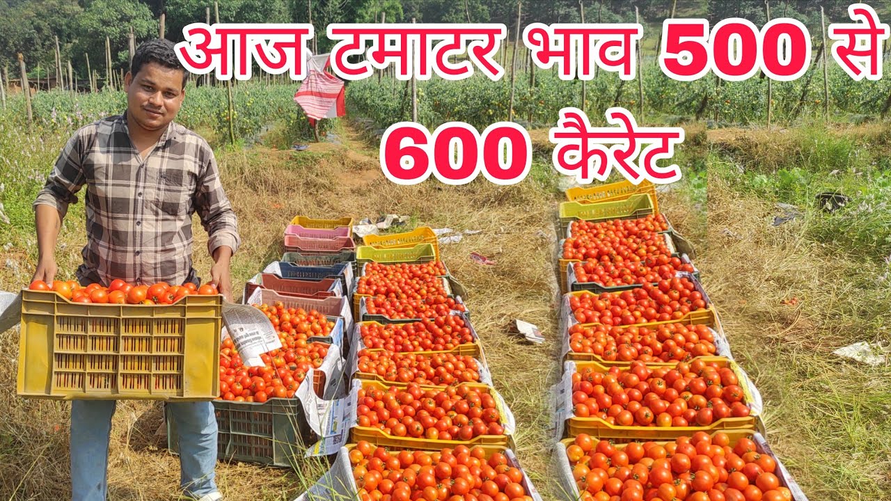 पत्थलगांव टमाटर भाव 500 से 600 कैरेट एटना सस्ता अभी कहीं नहीं!!#tamatarbhaw#pathalgaon