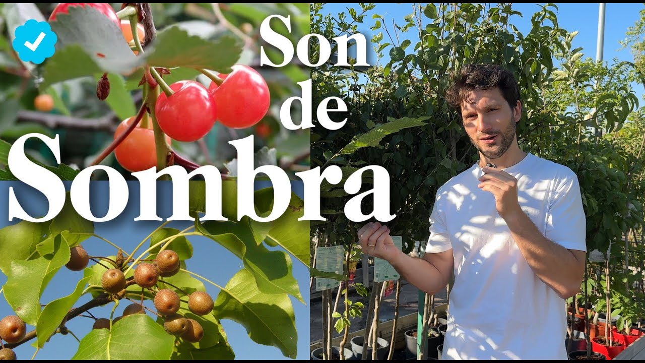 TOP 10 Frutales en Maceta para Sombra