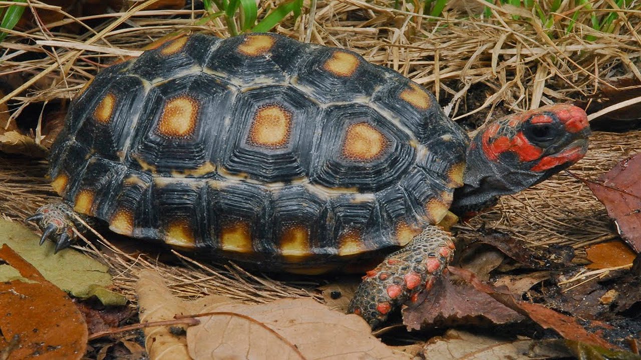 GEOCHOLONE CARBONARIA