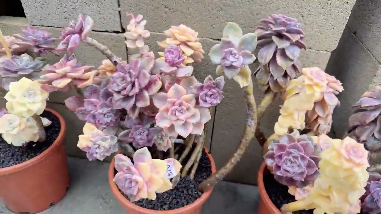 Echeveria purple delight Var on sale at Mimi’s nursery 714-489-1876