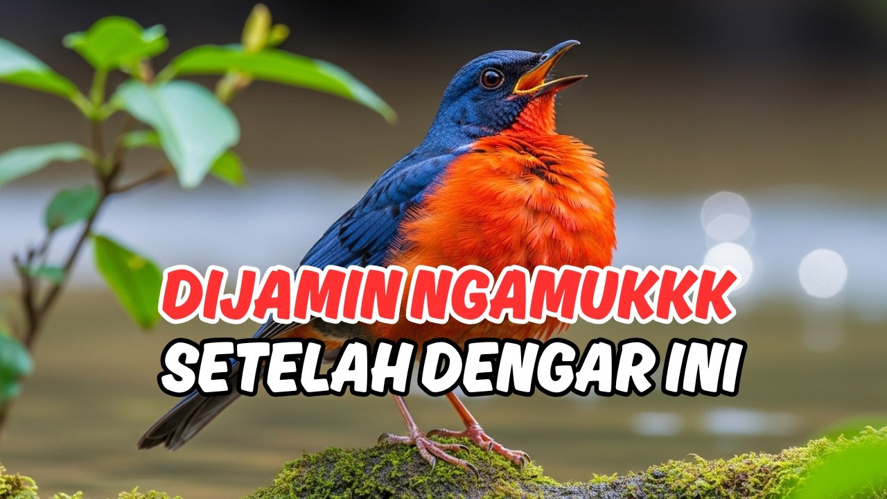 TERBARU 2026! Suara Masteran Anis Merah Gacor Full Isian - Buka Kerodong Langsung Bunyi