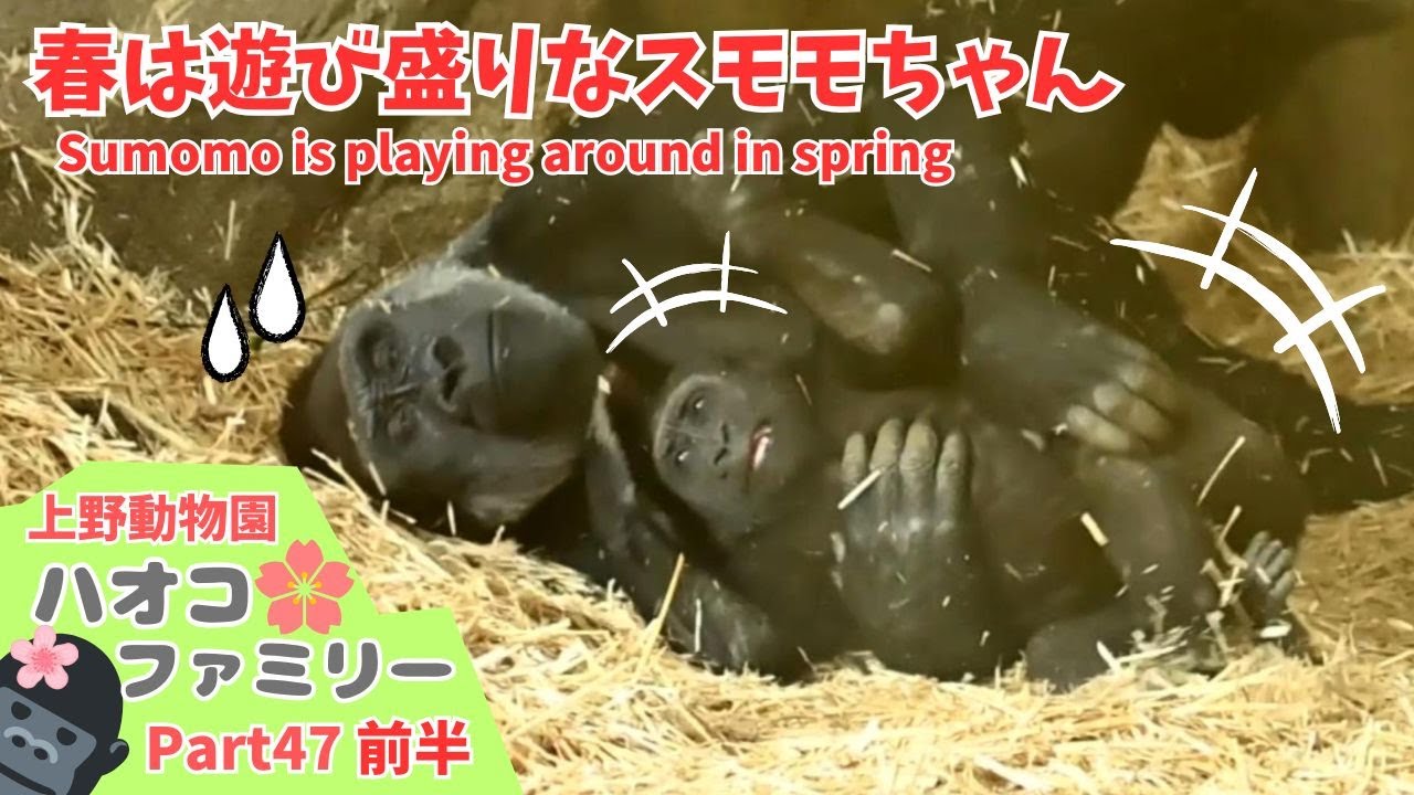 スモモちゃんの遊び盛りが凄すぎて大変なコモモお姉ちゃん🦍🌸Sumomo was so playful in spring