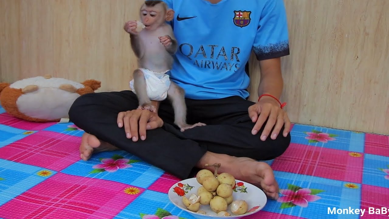 Monkey Baby ABBY Very Enjoying krlongkong Fruit, Baby Monkey very happy then she Eat Fruits
