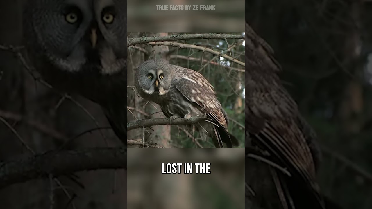 Who...who... #owls