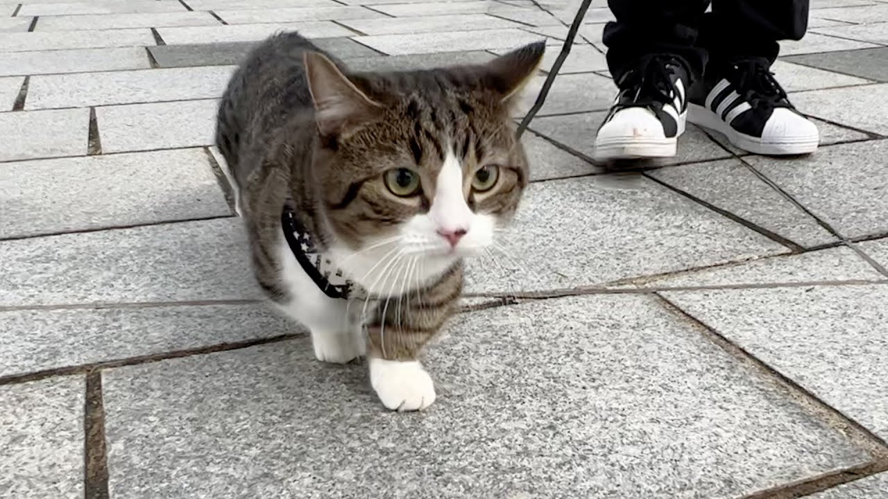 Cat Coco took a walk in the park for the first time