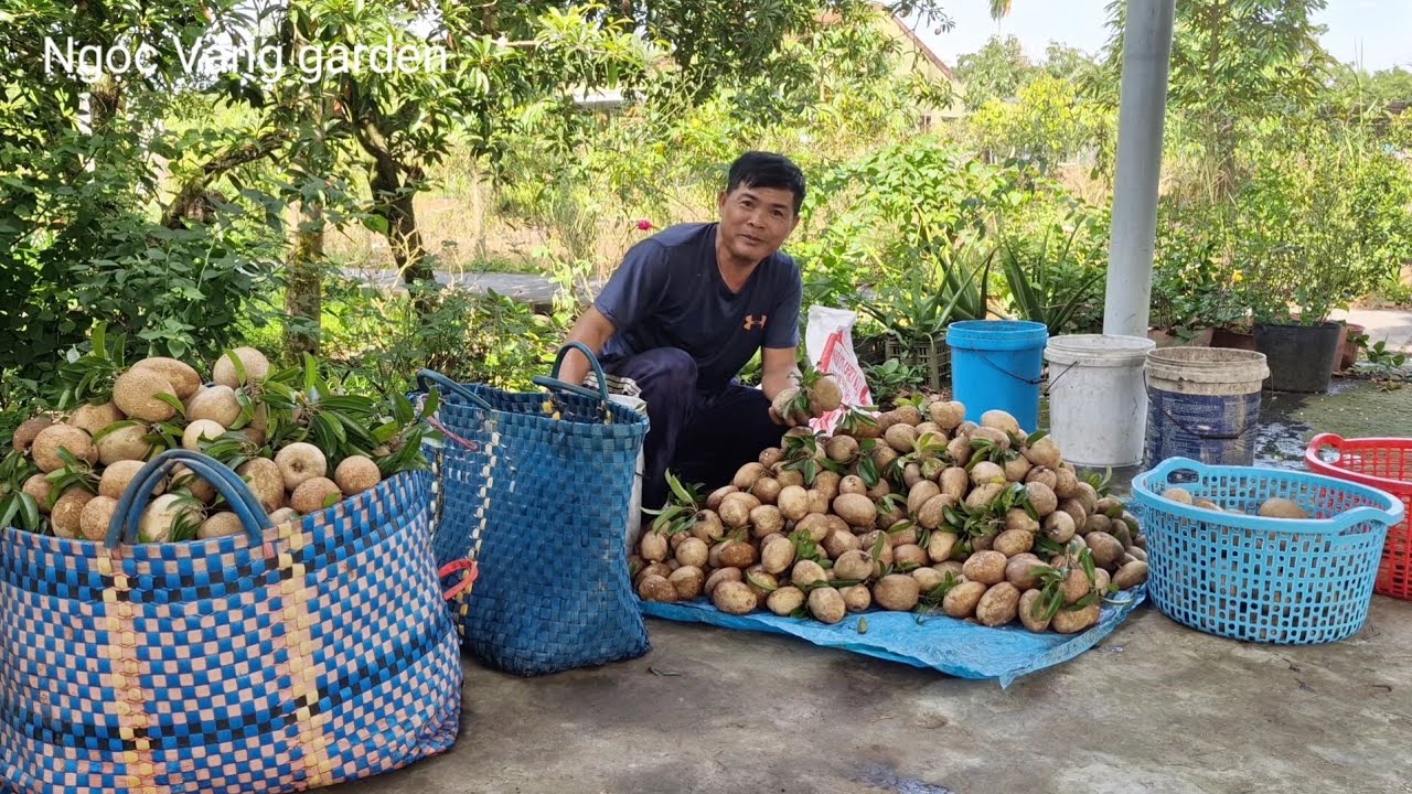 Thu hoạch sapô chín cây ngon quá[harvest sapo]