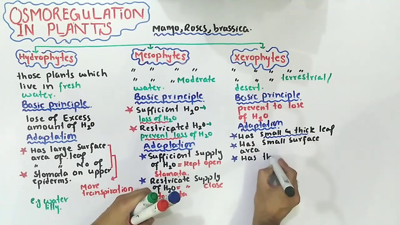 Osmoregulation in plants - mesophytes, xerophytes And hydrophytes | Class 12 Biology
