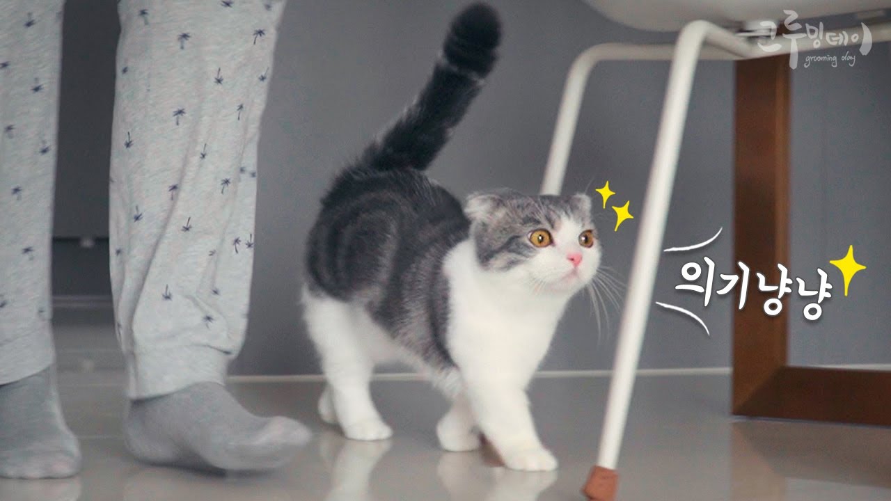개냥이가 되어버린 먼치킨 고양이 코비