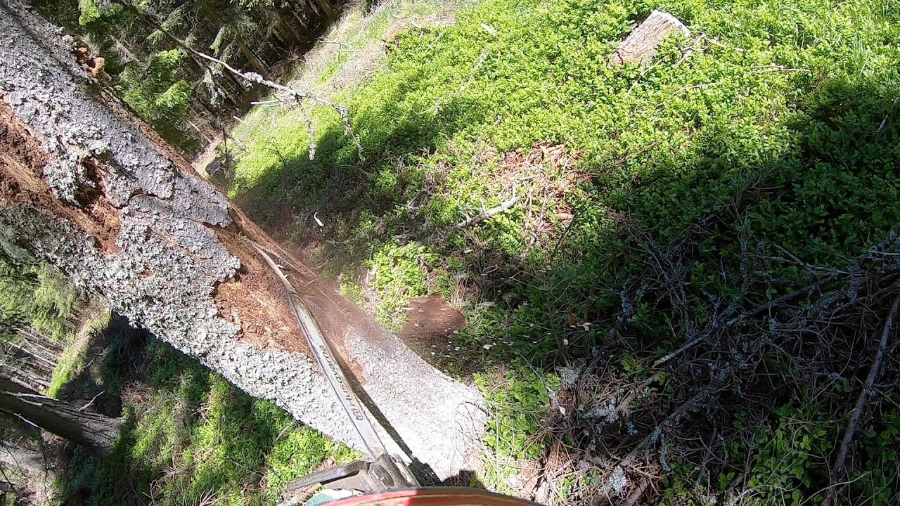 K&auml;ferbaum f&auml;llen, die Jagd geht weiter!