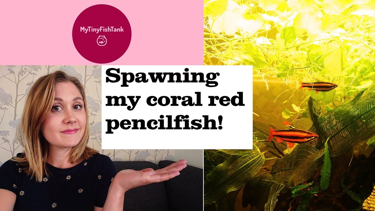 Spawning Coral Red Pencilfish/ Nannostomus Mortenthaleri for the first time