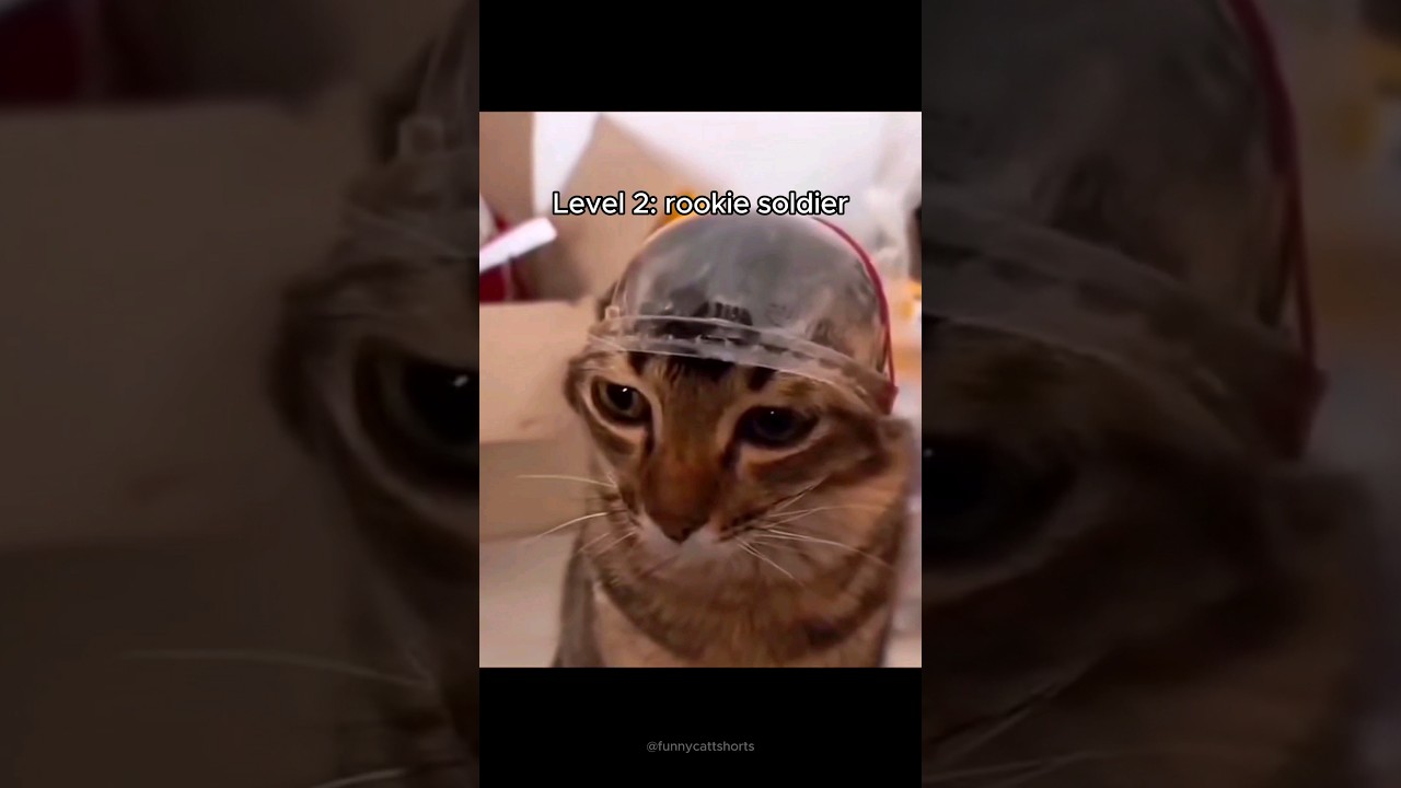 cats gaining armor 🪖