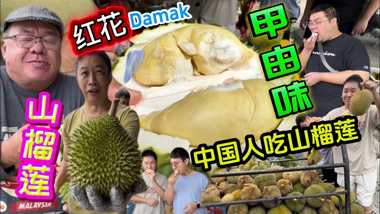 中国人吃红花山榴莲！芝麻味，花香九味！Damak 千棵红花山榴莲！一粒30马币！每天新鲜榴莲！榴莲自由！