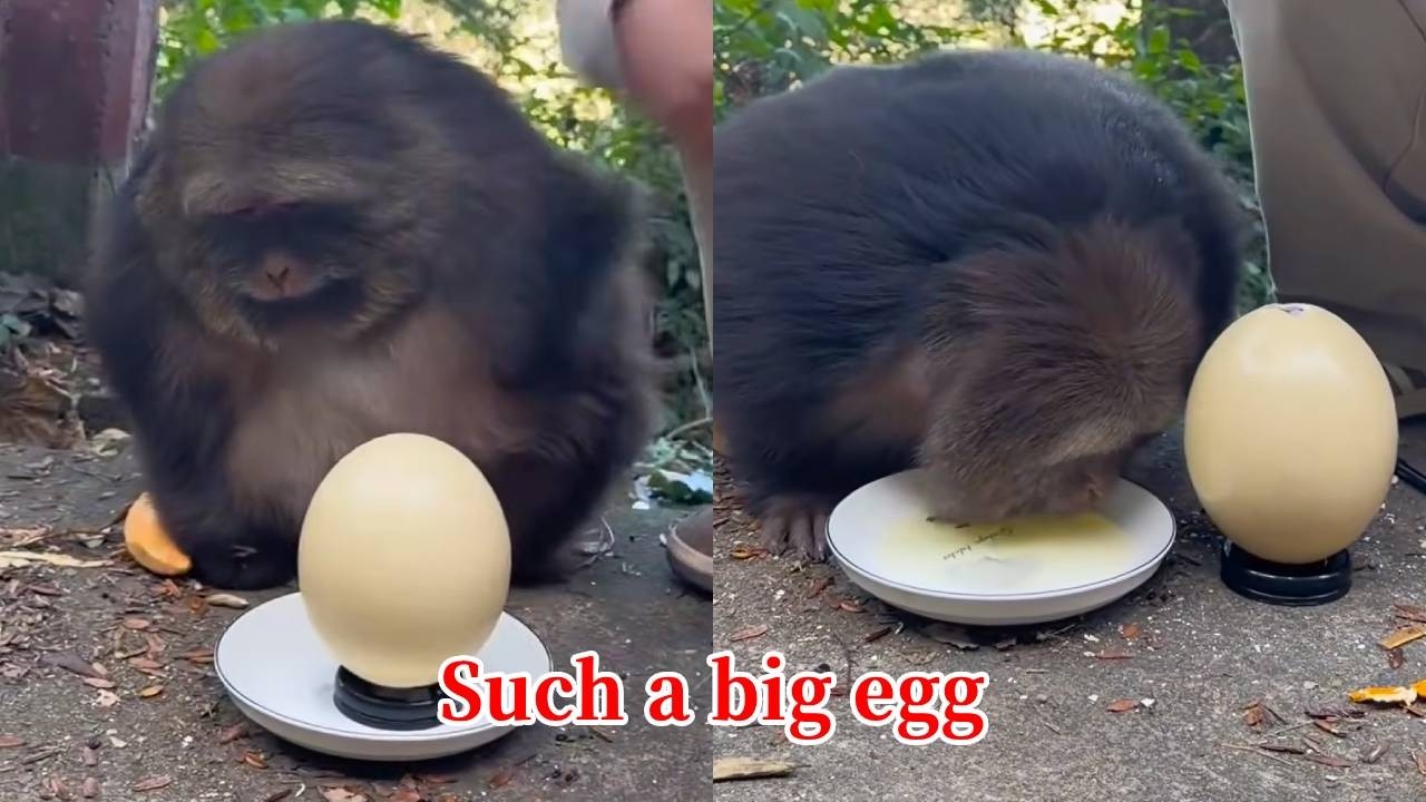 Xingxing: This Is The Biggest Egg I've Ever Seen! It's Amazing!