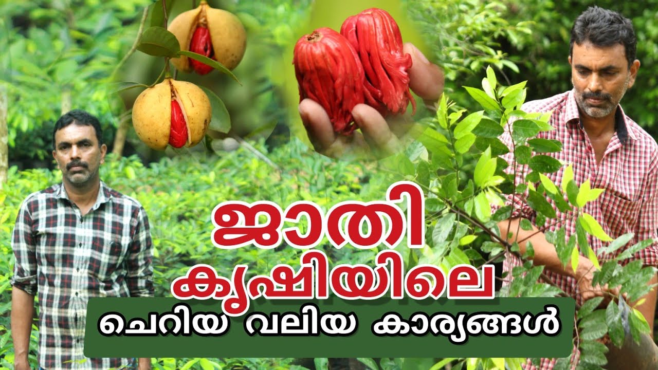 ജാതി കൃഷിയിലെ ചെറിയ വലിയ കാര്യങ്ങൾ | Jathi krishi | ജാതി കൃഷി | Nutmeg Farming