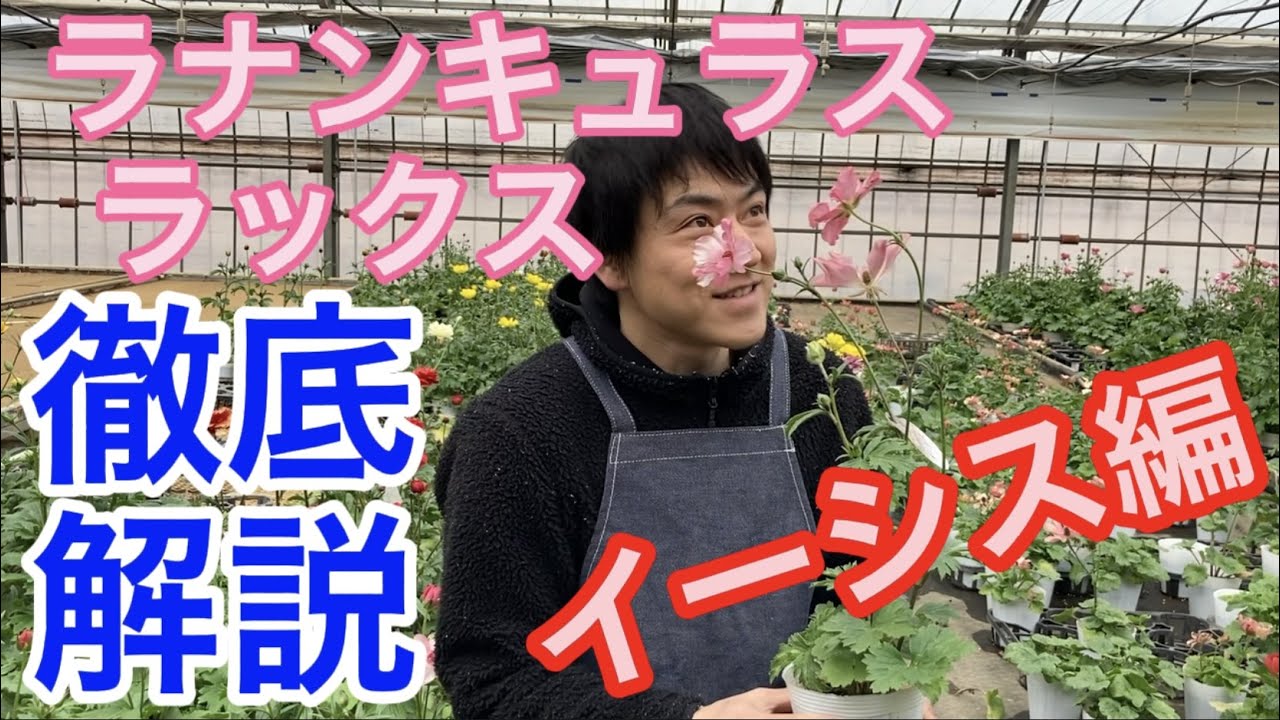 ラックス徹底解説〜イーシス編【ガーデニング】【農業】【ラナンキュラス】【アリアドネ】【園芸のぶチャンネル】