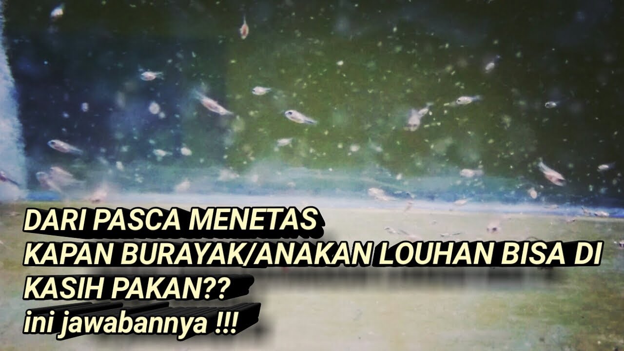 BURAYAK/ANAKAN IKAN LOUHAN DARI PASCA MENETAS SAMPAI BISA DI KASIH PAKAN