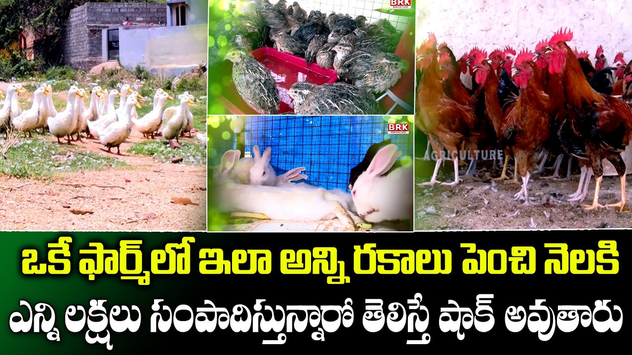 ఒకే ఫార్మ్ లో అన్ని రకాలు పెంచుతూ నెలకి లక్షల్లో సంపాదన...  || VAGMAHI  FAME || 