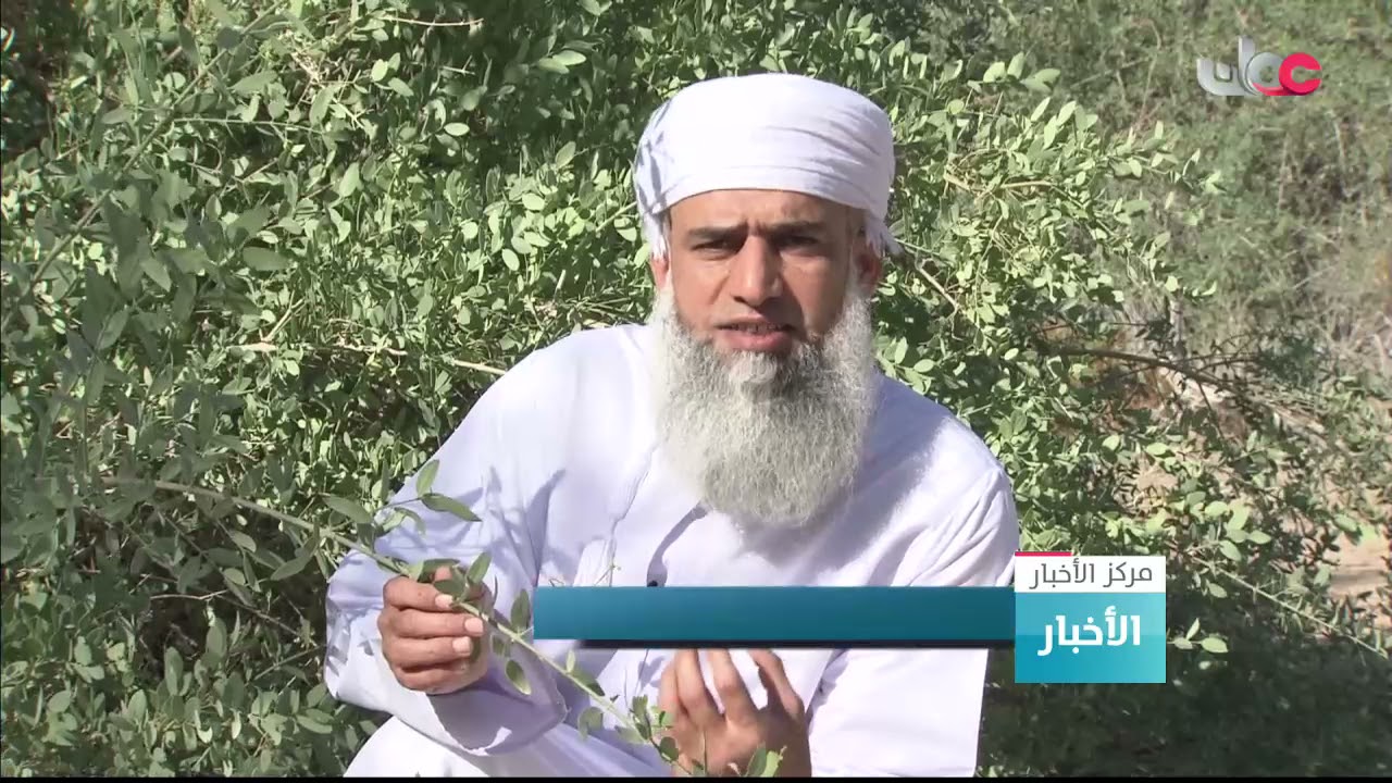 شجرة الأراك ..فوائدها وطريقة استخراج السواك منها