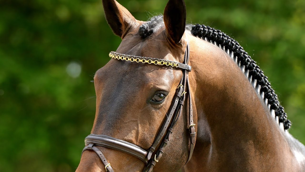 Belgrade DKS  -  Stallion 2024