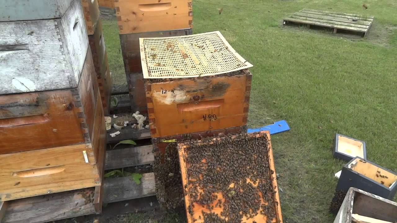 Apicultura la distanta 47 Schimbare matca 2 & stupul cu doua matci