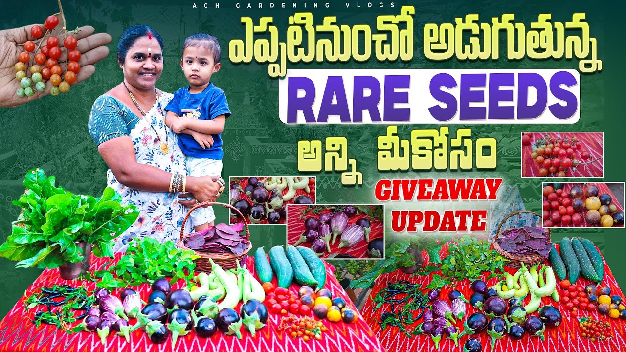 New & Rare Veggies#harvest | ఎప్పటినుంచో అడుగుతున్నా Rare Seeds అన్ని మీకోసం | Vegetables Harvest