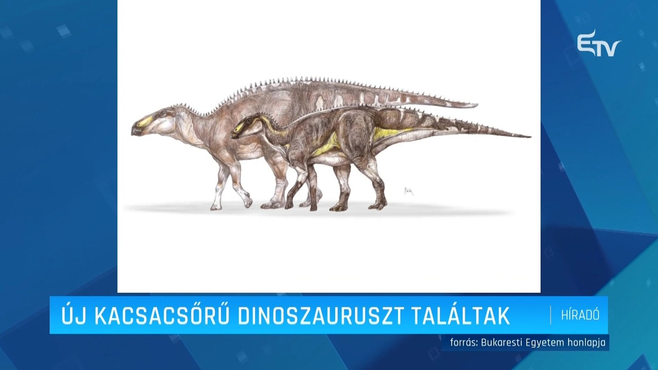 Új kacsacsőrű dinoszauruszt találtak – Erdély TV
