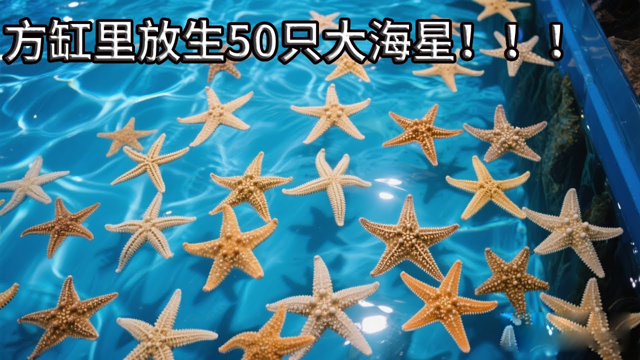 海星天国？50只海星进入诺亚方缸，到底会引发什么样的效果？【奇奇de海洋】