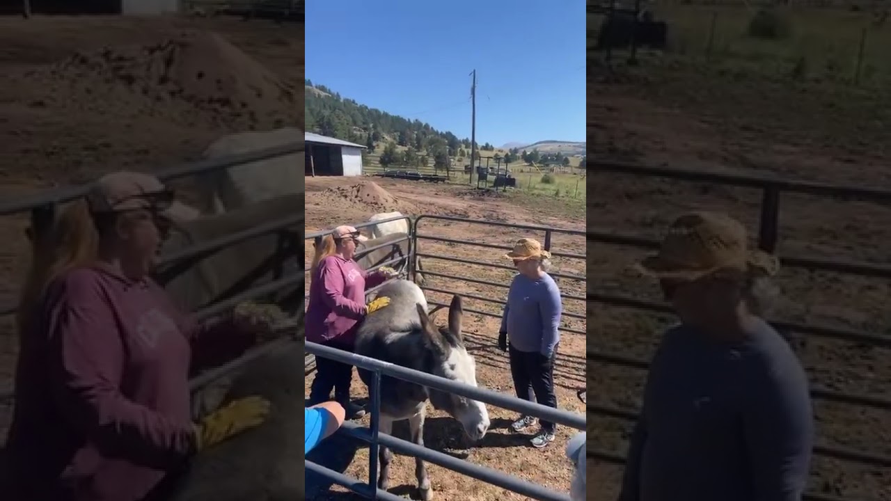08 31 2025   Donkey Handling 101   Class 2 Part 1