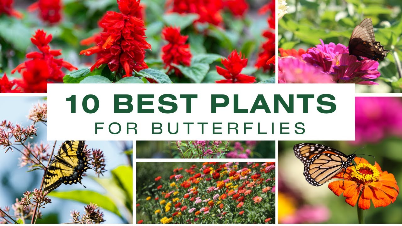 ▶️ 10 Plants to Attract Butterflies to Your Yard
