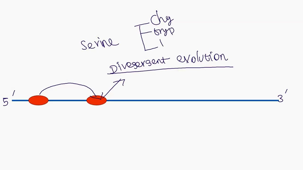 Pseudogene
