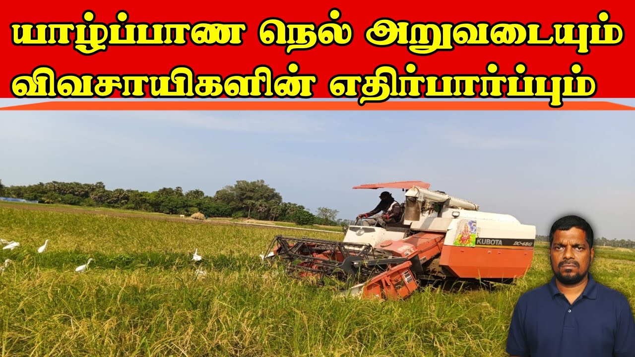 இயந்திரத்தில் நெல் அறுவடை யாழ்ப்பாண விவசாயம் 🌾 Paddy Harvest Machine Sri Lanka