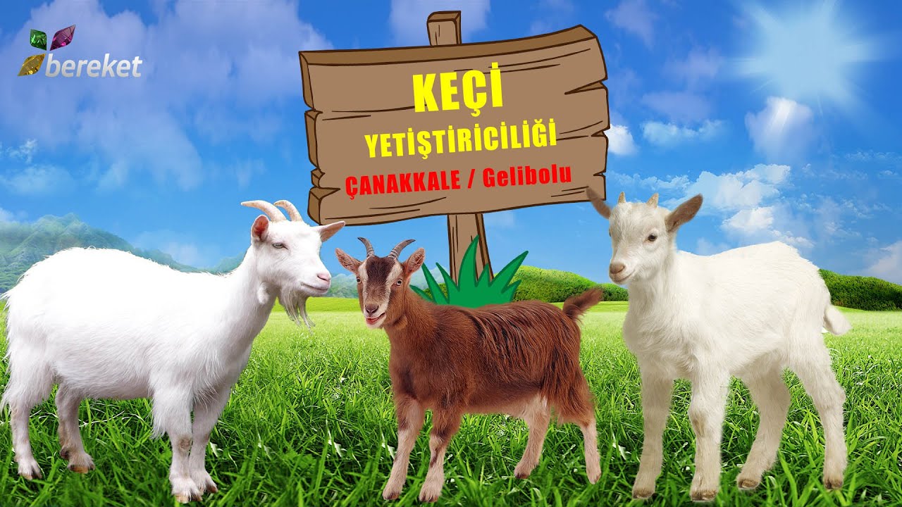 Çobanın Sesi - Keçi Yetiştiriciliği Gelibolu / Çanakkale