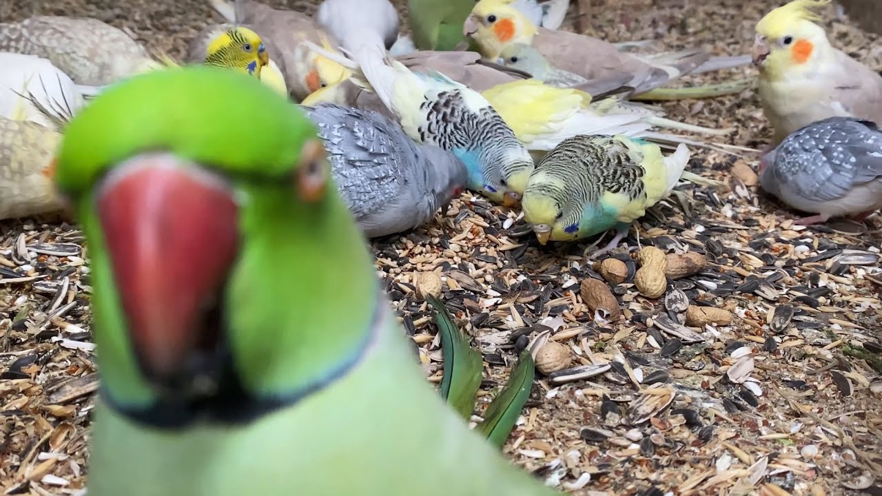 Parakeets enjoying meal in the evenings #asmr #birds #birdsavairy (Episode-4)
